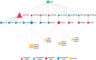 Putative MicroRNA-mRNA Networks Upon Mdfi Overexpression in C2C12 Cell Differentiation and Muscle Fiber Type Transformation